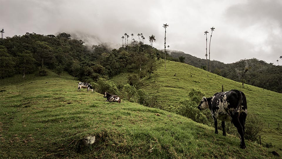 Valle de Cocora. Home to the tallest palm trees in the world and also these cool cows!
