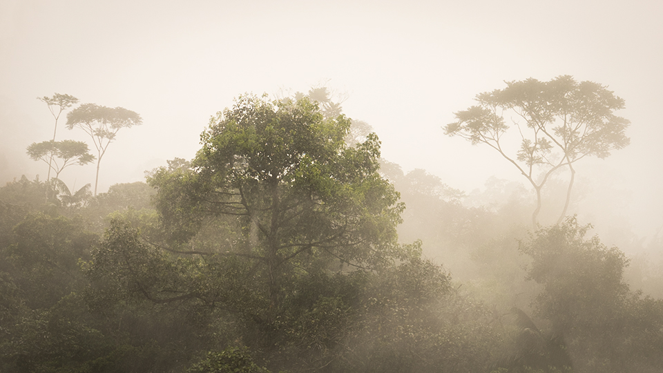 It might be wet and humid, but the rainforest is one of my favorite environments I've experienced. The energy of the jungle is so invigorating!