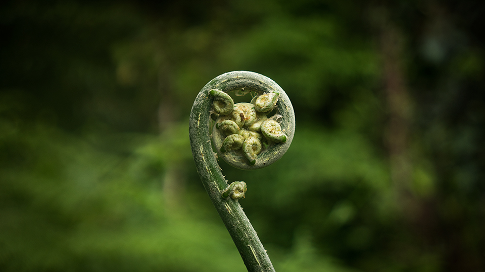 A fern getting ready to spread it's wings somewhere in the Chocó Rainforest.