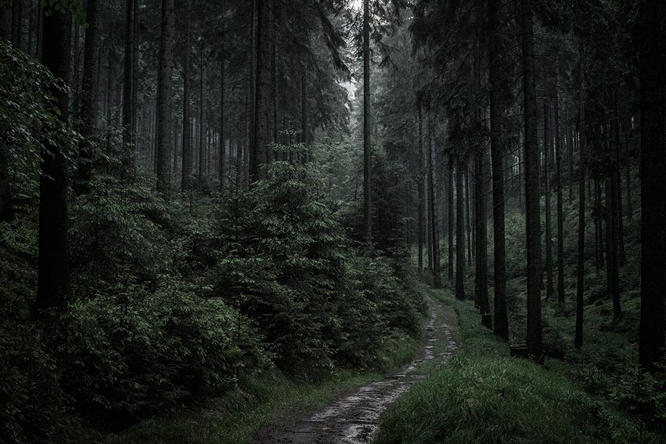 The moody forests of Sächsischer Schweiz.